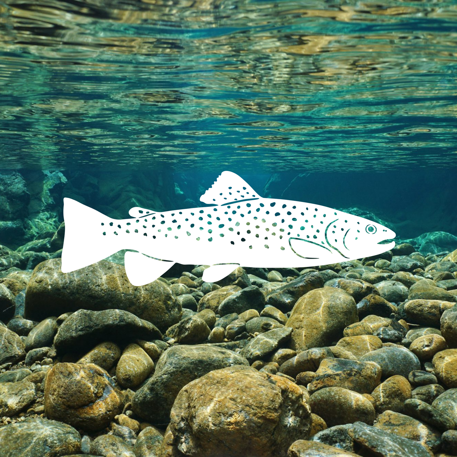 Brown Trout Vinyl Decal over stream picture