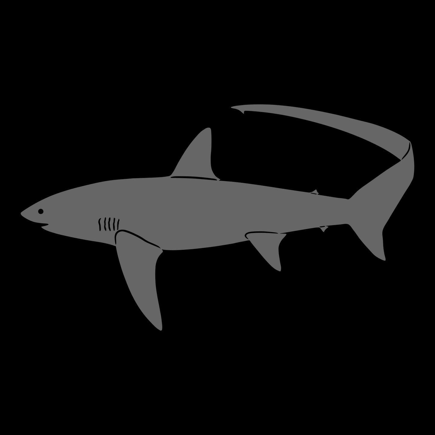A detailed vinyl decal featuring a thresher shark silhouette, showcasing its distinctive long tail. Premium outdoor vinyl. Made in the USA.