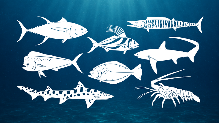 Saltwater Collection